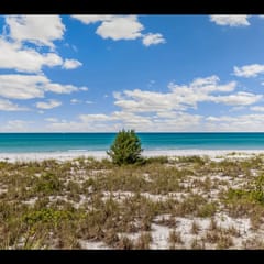 Sea Oats 157
