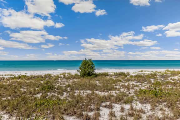 Sea Oats 157 - Image 1
