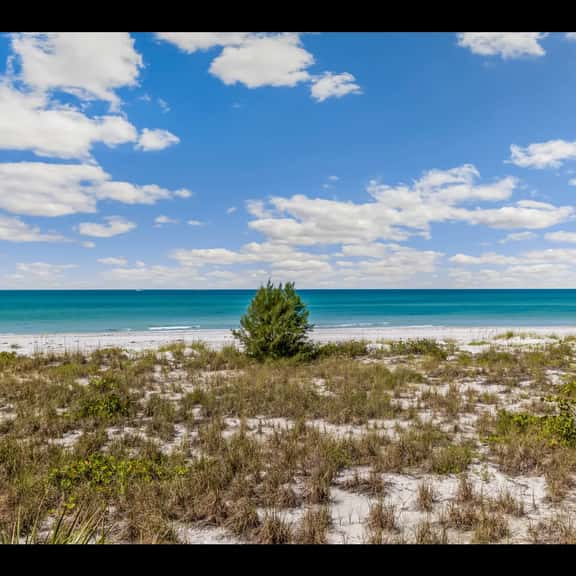 Sea Oats 157 - Image 1